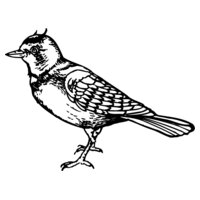 BIRD021