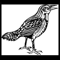 BIRD023