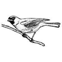 BIRD024