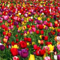 Tulips - Photo